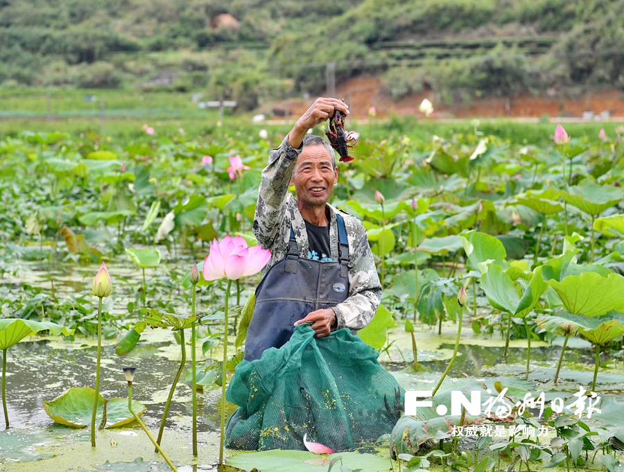 【焦點圖】【移動版 輪播圖】【滾動新聞】羅源推廣稻漁綜合種養：舊稻田裏新豐收