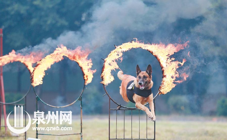 “退”不下來的搜爆犬梅西