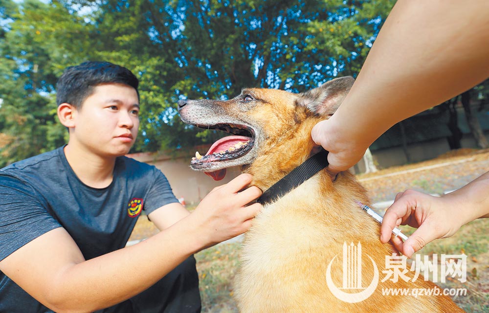 “退”不下來的搜爆犬梅西