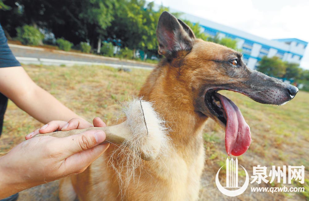 “退”不下來的搜爆犬梅西