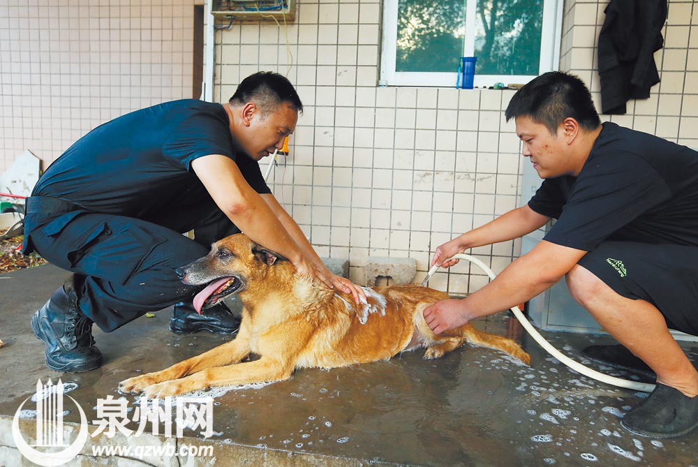 “退”不下來的搜爆犬梅西