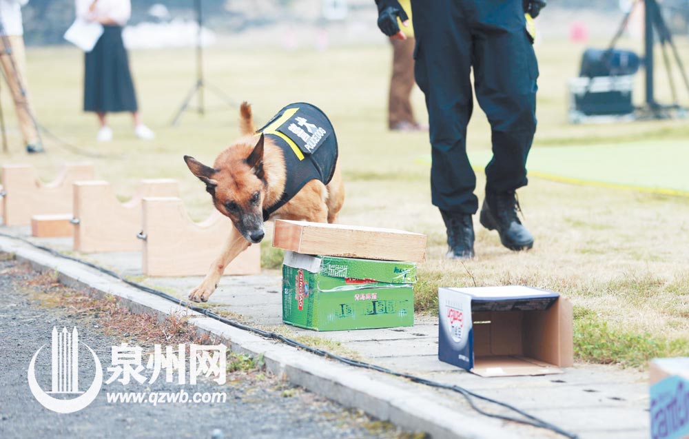 “退”不下來的搜爆犬梅西