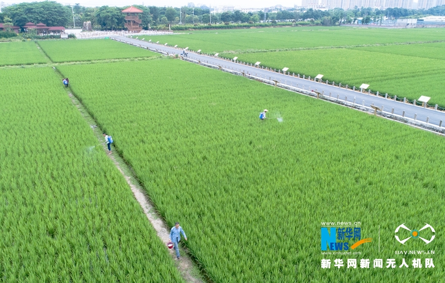 【焦點圖】【移動版 輪播圖】【滾動新聞】 【 ChinaNews帶圖】福建漳州：初秋時節稻花香