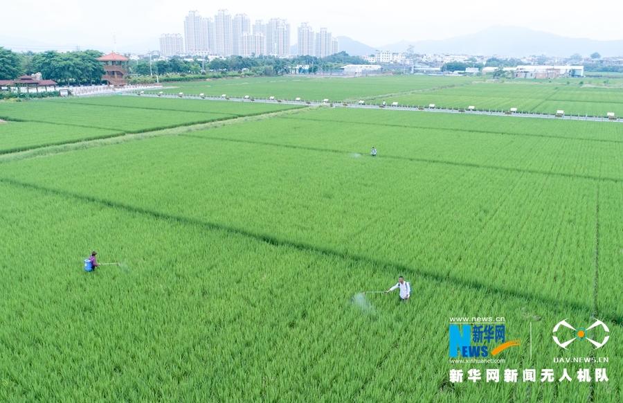 【焦點圖】【移動版 輪播圖】【滾動新聞】 【 ChinaNews帶圖】福建漳州：初秋時節稻花香