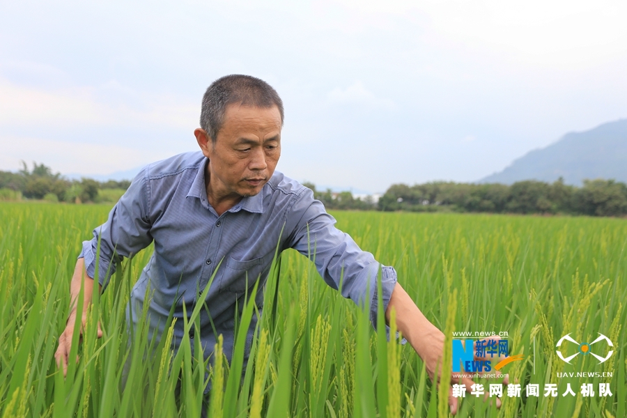 【焦點圖】【移動版 輪播圖】【滾動新聞】 【 ChinaNews帶圖】福建漳州：初秋時節稻花香