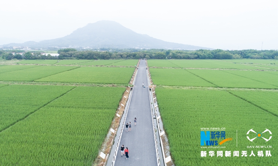 【焦點圖】【移動版 輪播圖】【滾動新聞】 【 ChinaNews帶圖】福建漳州：初秋時節稻花香