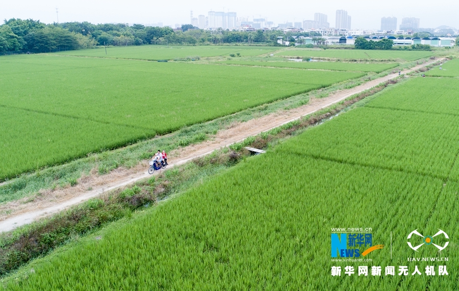 【焦點圖】【移動版 輪播圖】【滾動新聞】 【 ChinaNews帶圖】福建漳州：初秋時節稻花香