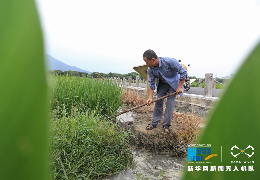 【焦點圖】【移動版 輪播圖】【滾動新聞】 【 ChinaNews帶圖】福建漳州：初秋時節稻花香