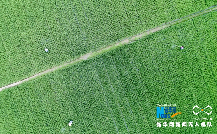 【焦點圖】【移動版 輪播圖】【滾動新聞】 【 ChinaNews帶圖】福建漳州：初秋時節稻花香