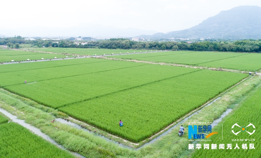 【焦點圖】【移動版 輪播圖】【滾動新聞】 【 ChinaNews帶圖】福建漳州：初秋時節稻花香