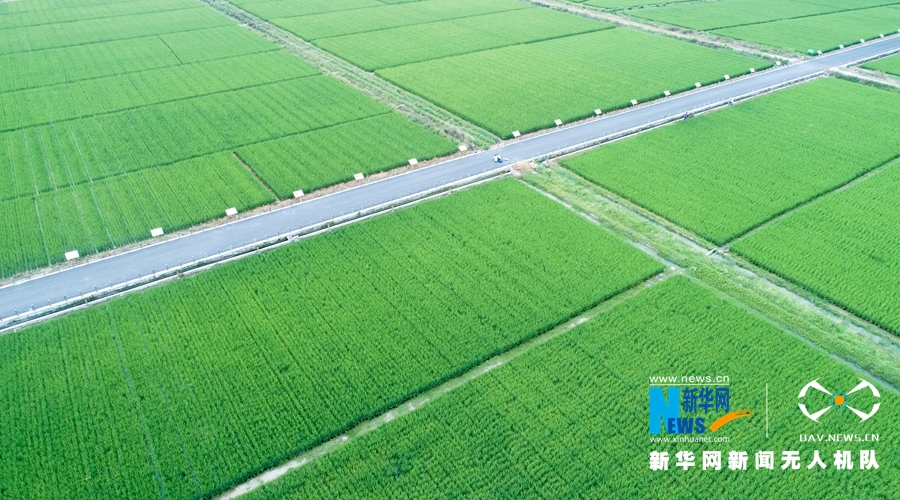 【焦點圖】【移動版 輪播圖】【滾動新聞】 【 ChinaNews帶圖】福建漳州：初秋時節稻花香