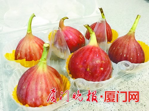 無花果鮮果在廈悄然上市 價格比往年稍有下降