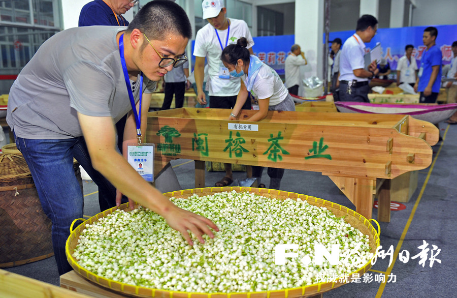 【焦點圖】【移動版 輪播圖】【滾動新聞】 【 ChinaNews帶圖】福州茉莉花茶今夏銷量大增