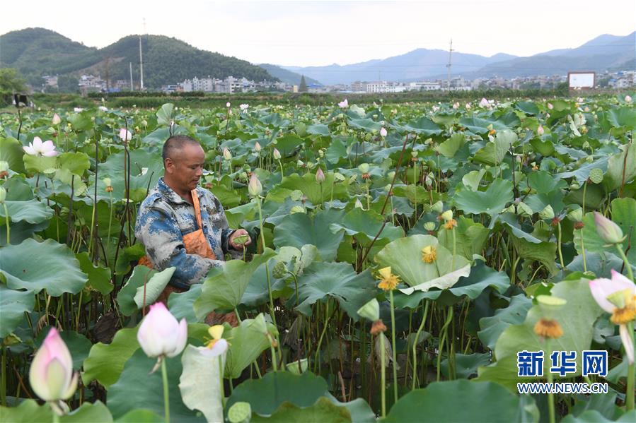 【焦點圖】【移動版 輪播圖】【滾動新聞】 【 ChinaNews帶圖】新業態新技術：使傳統農業産業煥發新生機