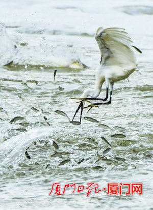 【焦點圖】【廈門】【移動版輪播圖】【chinanews帶圖】筼筜湖西堤開閘 魚鷺共舞