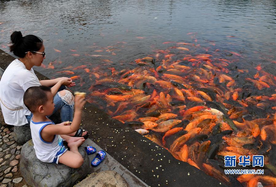 福建福鼎：桐山溪畔人魚同樂