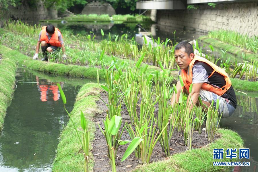 福州：構建內河水系生態修復鏈提升河水自凈能力