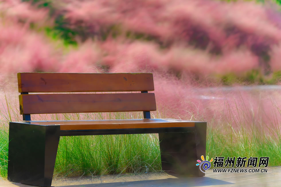 金秋時分 牛崗山公園變身“粉紅海洋”