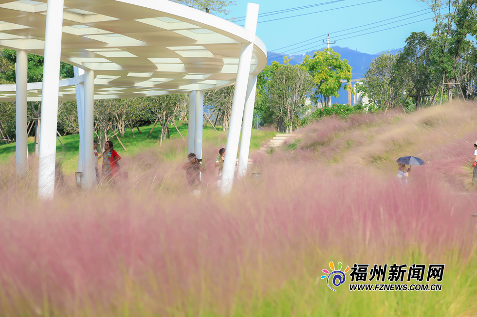 金秋時分 牛崗山公園變身“粉紅海洋”