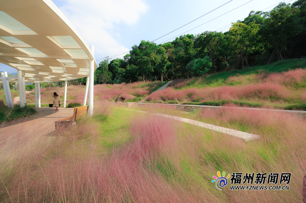 金秋時分 牛崗山公園變身“粉紅海洋”