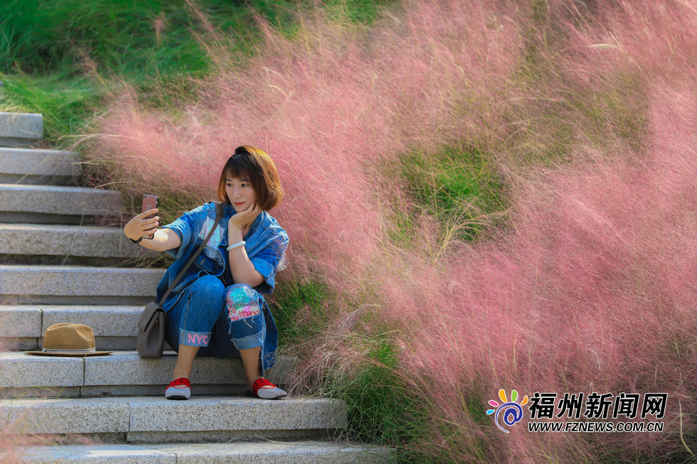 金秋時分 牛崗山公園變身“粉紅海洋”