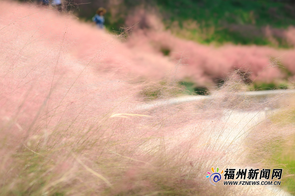 金秋時分 牛崗山公園變身“粉紅海洋”