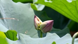 並蒂蓮現身福州左海公園