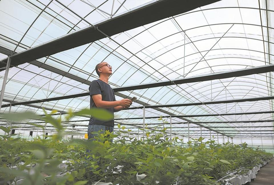 漳州長泰：科技賦能 低效用地變身高品質藍莓基地