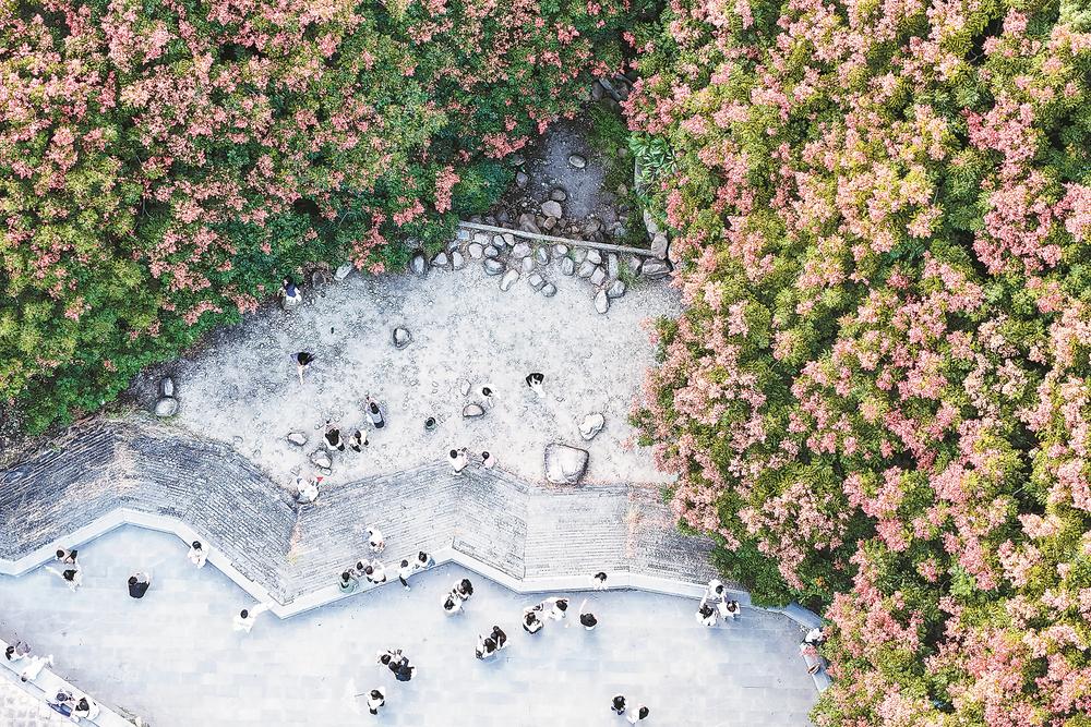 泉州欒樹開花結果 點“靚”了一城秋色