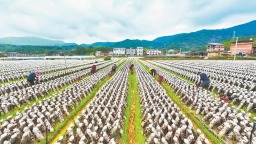 三明尤溪加大創新研發投入 打造全國食用菌産業新高地