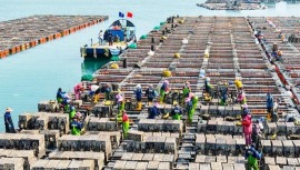 福州連江農業種收兩旺：上億粒鮑魚苗入海 三千畝蠶豆豐收