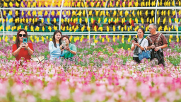 福州花海公園醉蝶花進入盛放期