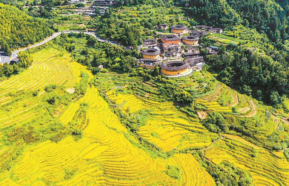 漳州南靖：稻浪金輝映土樓