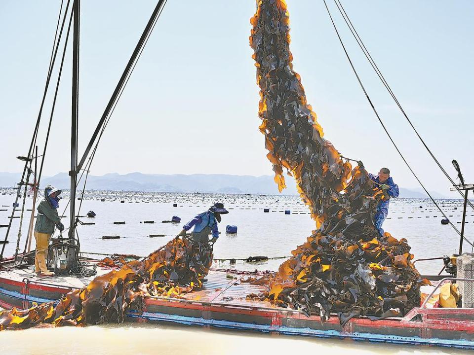 福建：將“藍色牧場”打造成廣闊的“碳庫”