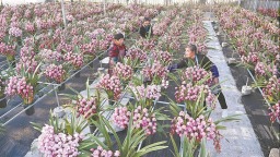 寧德周寧：年宵花采收忙