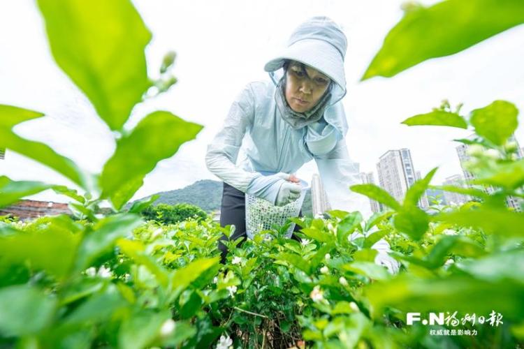 福州：讓土特産叫得響 銷得旺