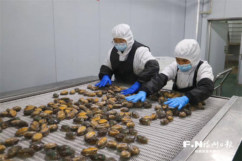 中國鮑魚之鄉福州連江持續吃透“一粒鮑”