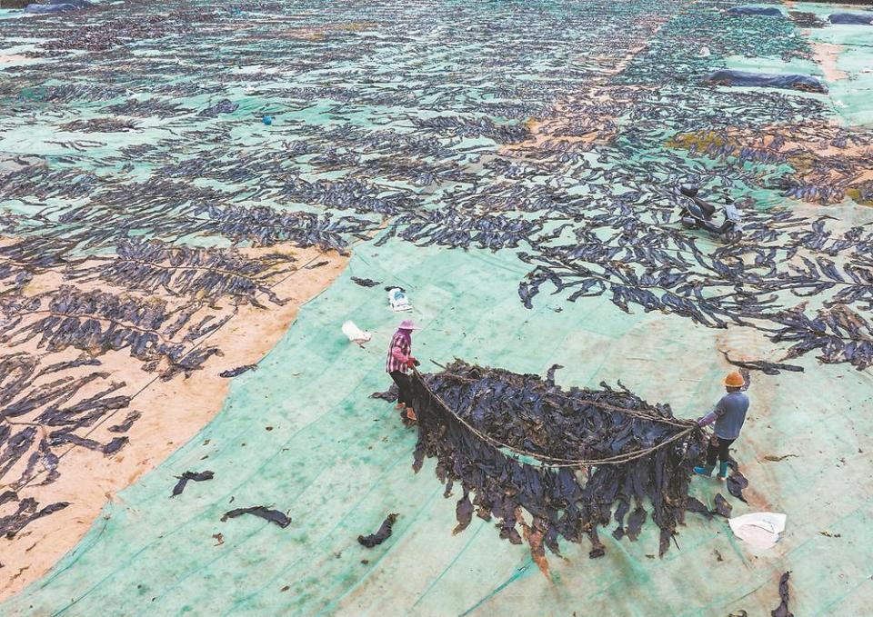 莆田南日島：海帶豐收季接近尾聲