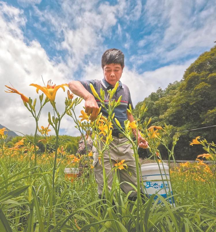 三明洋山畬族村：融合“農文旅”變出“新花樣”