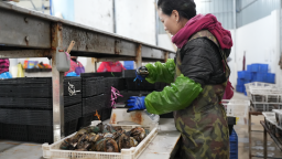 福州：連江鮑魚從大海“直遊”全國