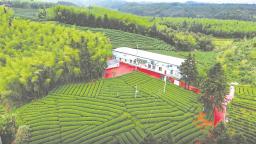 福建南平：華橋人有“三股勁”