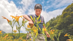 三明洋山畬族村：融合“農文旅”變出“新花樣”