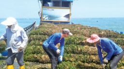 寧德福鼎：萬畝生蠔迎豐收 藍色糧倉又上新