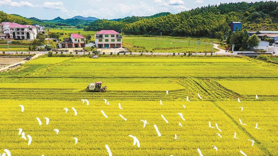 福建：雜交水稻制種上演“機器總動員”