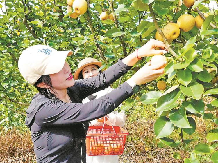 龍岩永定峰市鎮：引種寶島果 荒山變“金山”