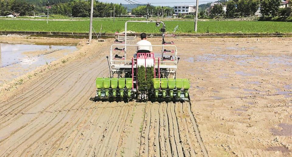 福建：雜交水稻制種上演“機器總動員”