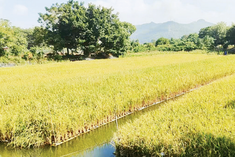 漳州龍海漂浮水稻迎來首收_fororder_wechat_2025-10-29_094310_607_副本
