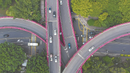 福州：三角梅綻放扮靚立交橋