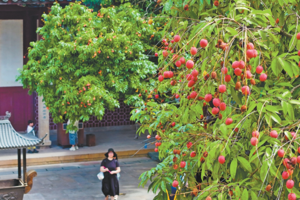 福州西禪寺古荔紅了_fororder_微信截圖_20250623092428