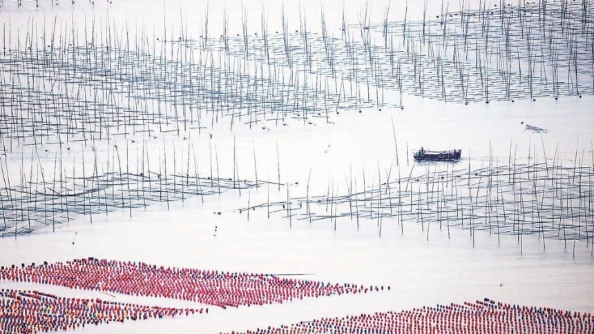 福建霞浦海上秋耕圖